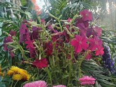 -沈阳植物园