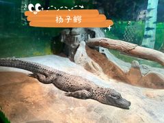 -上海大自然野生昆虫馆(东方明珠·爬宠昆虫探索中心)