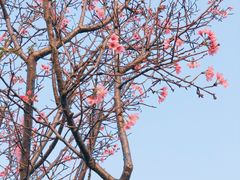 -狐尾山公园