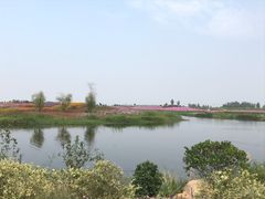 -洪湖湿地生态园