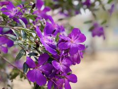 -天适樱花悠乐园