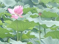 -莲池书院博物馆