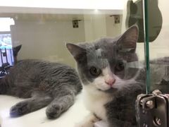 -十年猫舍·猫咪专门店(普陀店)
