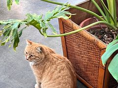 -北马山庄植趣咖啡
