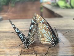 -Behring World of Animals(上海自然博物馆店)