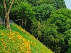 -西湖风景区-江洋畈生态公园