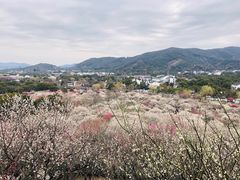 -香雪海