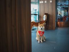 -柴源莊·柴小宠柴犬咖啡