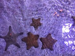 -暹罗海洋世界