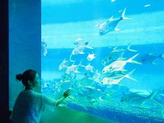 -海棠湾洲际-涛·海底餐厅·美人鱼·自助餐·海底隧道
