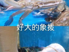 -东极岛海鲜