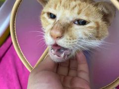 -瑞鹏宠物医院·骨科·猫科·内科(第一中心)