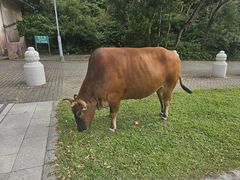 -昂坪360缆车
