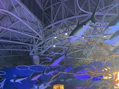 -烟台海昌鲸鲨海洋公园