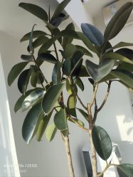 -HEYAN荷妍专业脱毛连锁机构