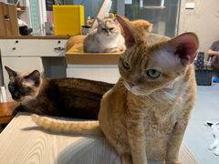 -Heymao猫咖.咖啡厅(东门店)