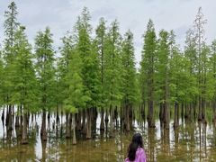 -白鹭湾湿地公园