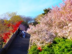 -泰山风景名胜区
