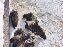 -哈尔滨北方森林动物园