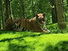 -北京野生动物园