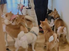 -柴犬小屋·柴餐厅·狗咖食堂(金鼎广场店)