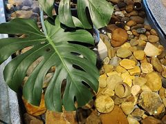 -小城粥道·海胆鲜虾粥(解放广场店)