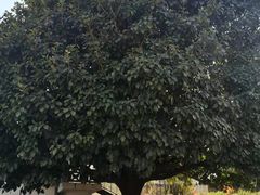 -蝴蝶泉公园