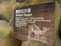 点击看大图 -卡通尼·Safari非洲探索乐园·生日会(金桥国际商业广场店)