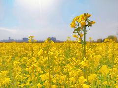 -汉长安城未央宫国家考古遗址公园