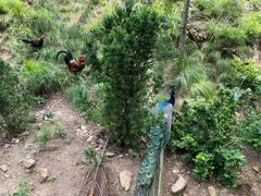 -西霞口神雕山野生动物世界