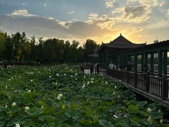 -莲花池公园
