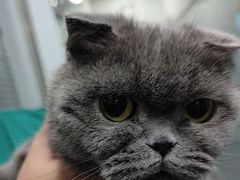 -心仪动物医院·牙专科·肿瘤·心脏科(西客站院)