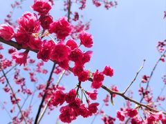 -顾村公园