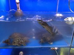 -食海部落
