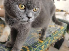 -平行世界·猫咖(首经贸店)