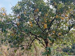 -昆山城市生态森林公园