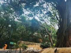 -讯号山花园