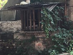 -好吃狗凉糕总店