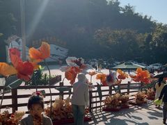 -西双版纳原始森林公园