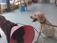 -汪喵宠物医院·骨科心脏影像·犬猫急重症ICU诊疗中心(成华分院)