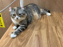 -MOCHA明星猫咖(田子坊店)
