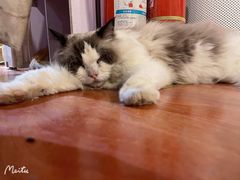 -猫小院猫主题咖啡厅(北锣店)