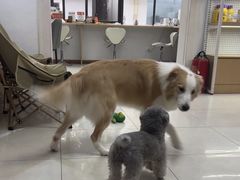 -翊宠yipet猫狗购宠庄园犬舍•猫舍