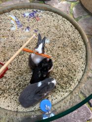 -卡通尼·Safari非洲探索乐园·生日会(金桥国际商业广场店)