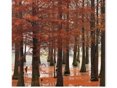 -白鹭湾湿地公园