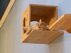 -猫咪咖啡·猫咖(万达广场店)