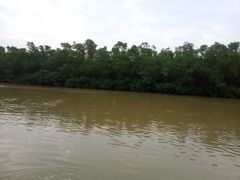 -大湾区中央湿地公园