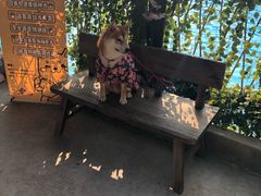 -柴犬高等学院·狗咖·柴犬售卖·宠物训练