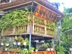 -Rainforest