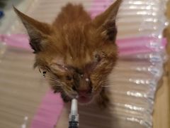 -圣宠动物医院·犬猫专科·影像中心·外科中心